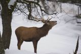 Rothirsch im Wald © Franz Leibl