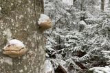 Verschneiter Baumstamm mit Baumpilzen