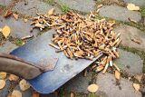 Eine Schaufel nimmt eine große Menge Zigarettenstummel vom Boden auf © panthermedia