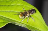 Megachile pilidens &copy; Dr. Sebastian Hopfenmüller