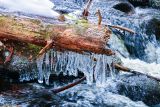 Baumstamm mit Eiszapfen über Fluss © Stephanie Scheibelberger