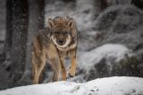 Wolf in Schneelandschaft