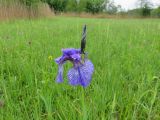 Pfeifengraswiese mit Iris sibirica © Dr. Julian Gaviria