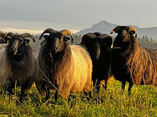  &copy; Anja Freimuth