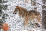 Wolf im verschneiten Wald © Annabell Gsödl