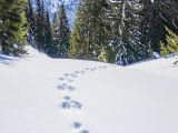 Spuren im Schnee &copy; Foto: Alpinium