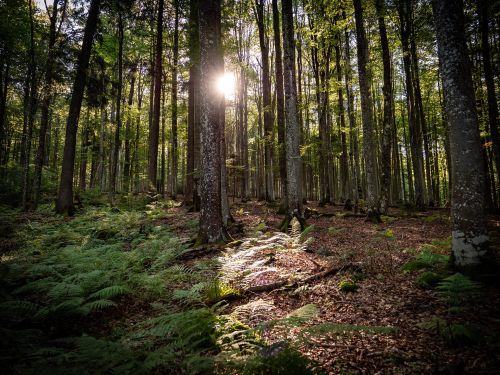  &copy; Florian Mädler