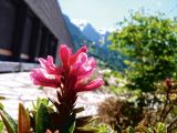 Alpenrose im Außenbereich Haus der Berge © (c) NPV BGD