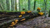 Totholzstamm mit Pilzbewuchs &copy; Foto: Stefan Sempert