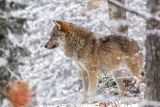 Wolf im verschneiten Wald