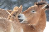 Wildpferde im Schnee