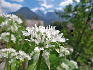 Kräuter aus der Natur &copy; (c) NPV BGD