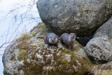 Zwei Fischotter auf einem Felsen am Flussufer