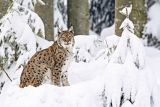 Luchs © © Manfred Nieveler | piclease