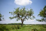 Apfelbaum im Frühsommer © Armin Fuchs