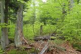 Von Borkenkäfern befallenes Holz © Gregor Wolf