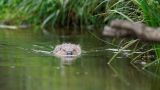 Biber im Wasser © Berti Arendt