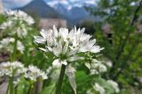 weiße Blüte im Kräutergarten © © NPV BGD
