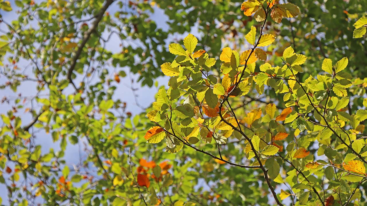 Glasperlen und Waldgeheimnisse