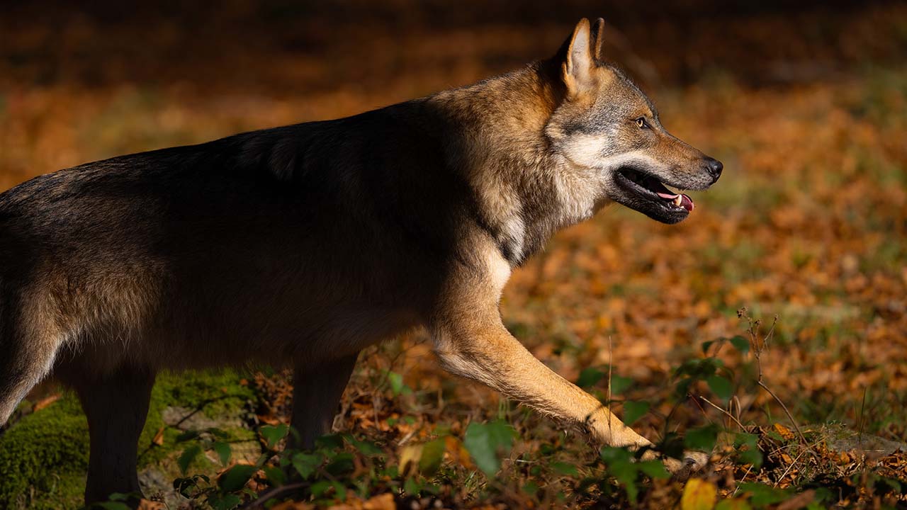 In der Dämmerung zu Luchs und Wolf